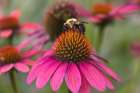 Carpenter bee on purple coneflower. Art Print